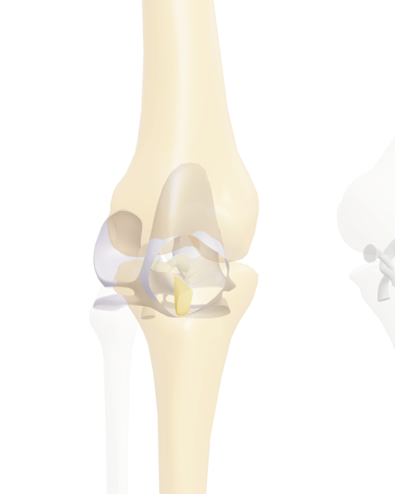 Genou gauche cadré sur le pivot central, ligaments visibles